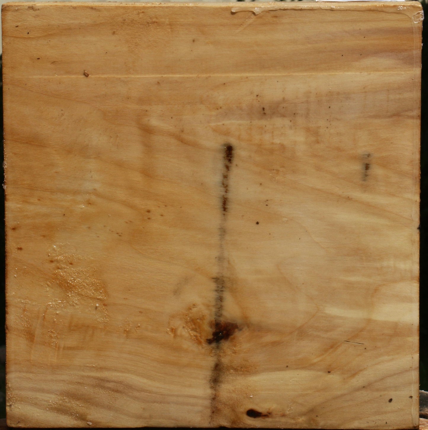 Black Cottonwood Turning Blank