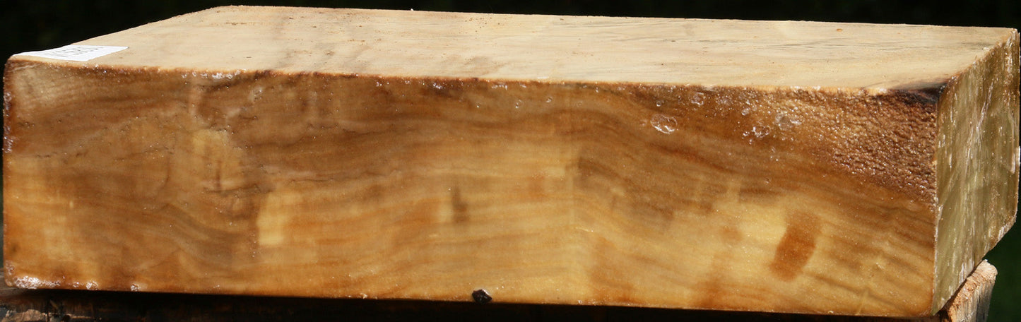 Black Cottonwood Turning Blank