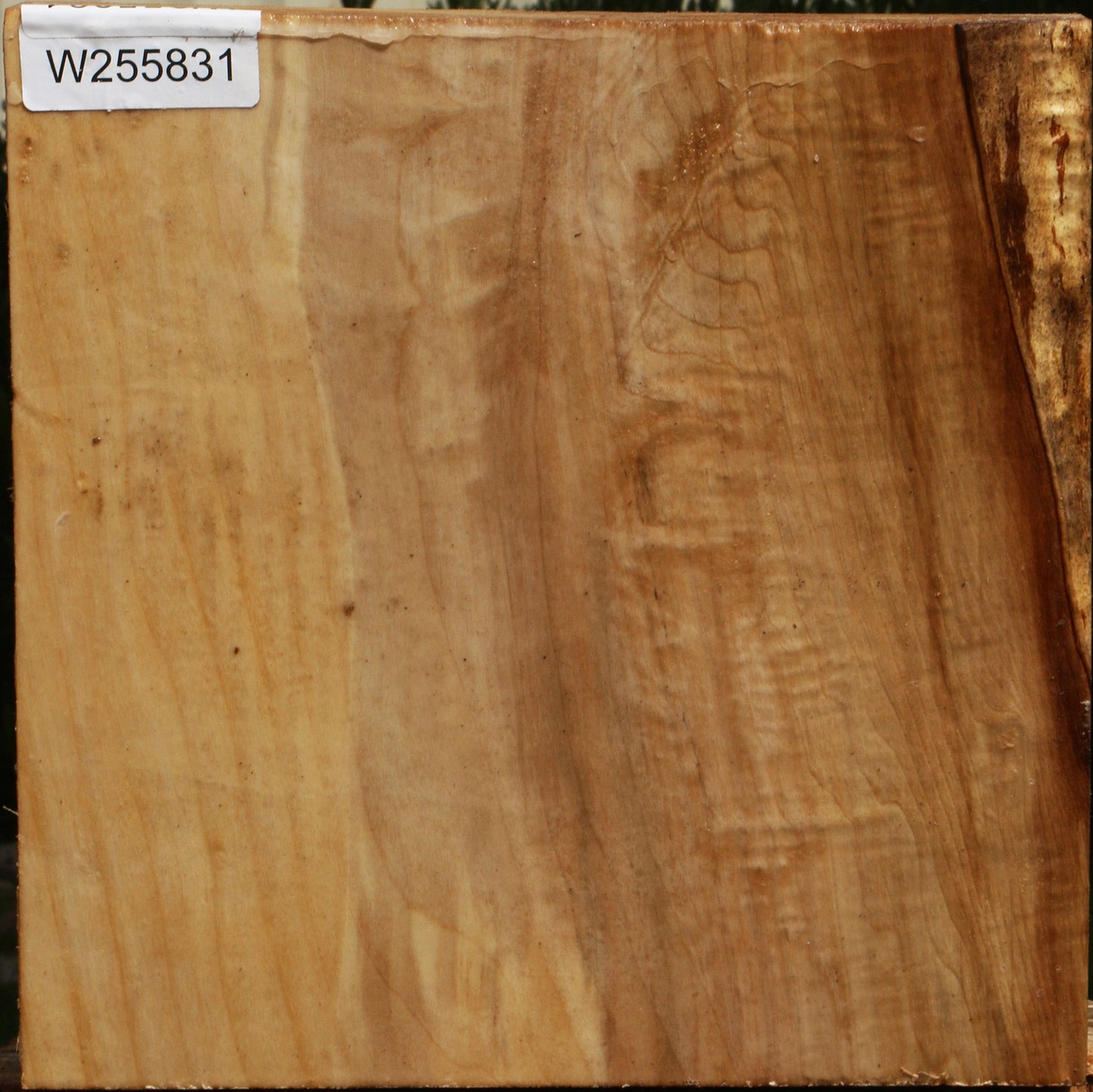 Figured Black Cottonwood Bowl Blank