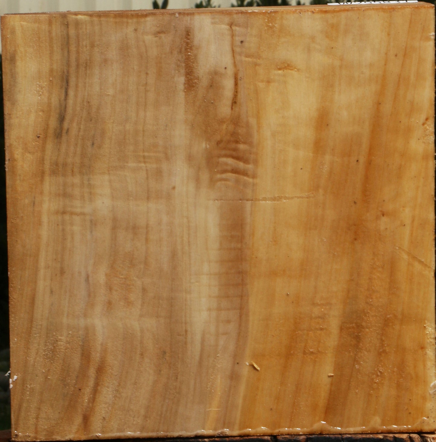 Figured Black Cottonwood Bowl Blank