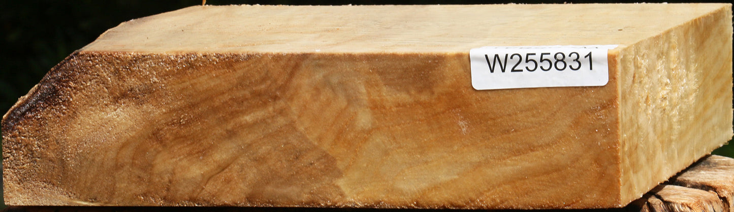 Figured Black Cottonwood Bowl Blank