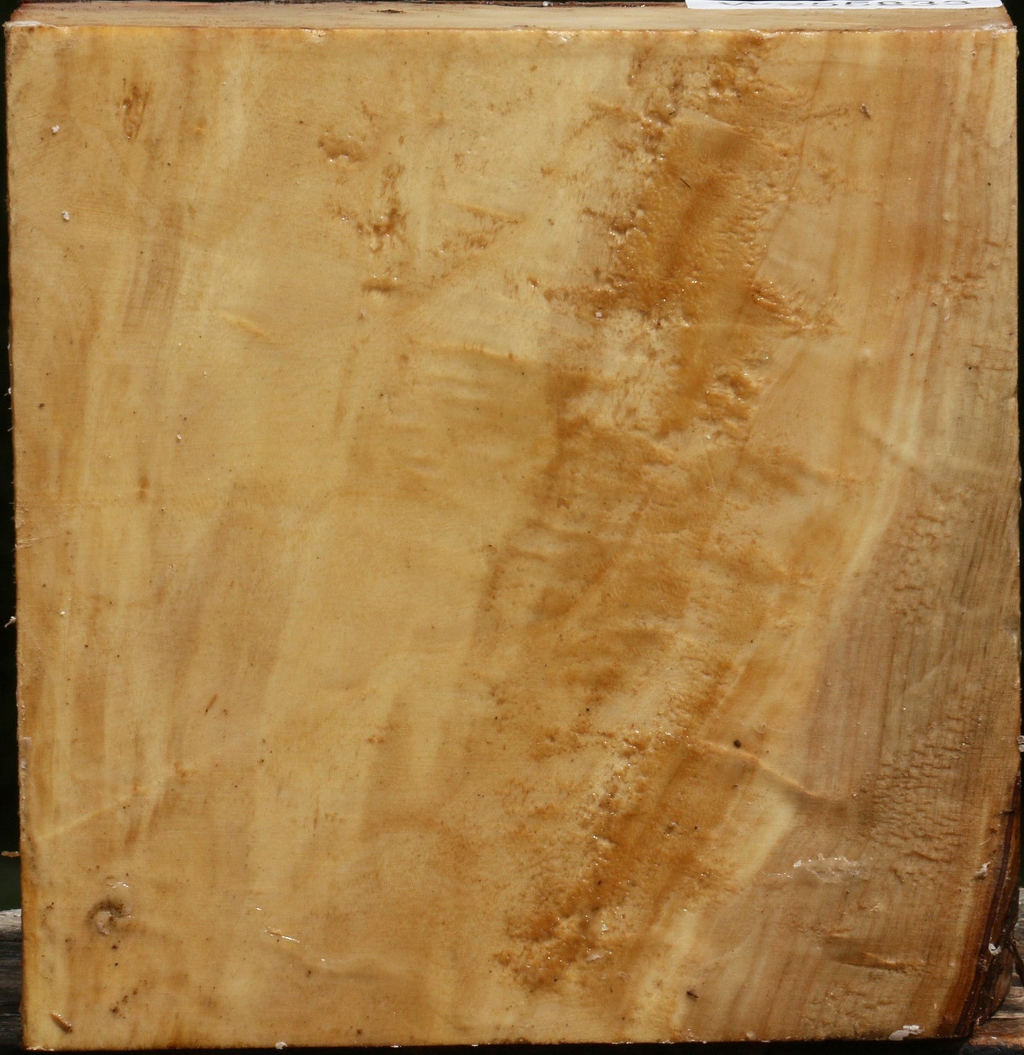 Figured Black Cottonwood Bowl Blank