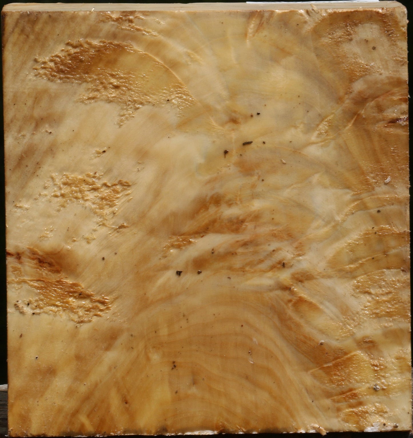 Black Cottonwood Turning Blank