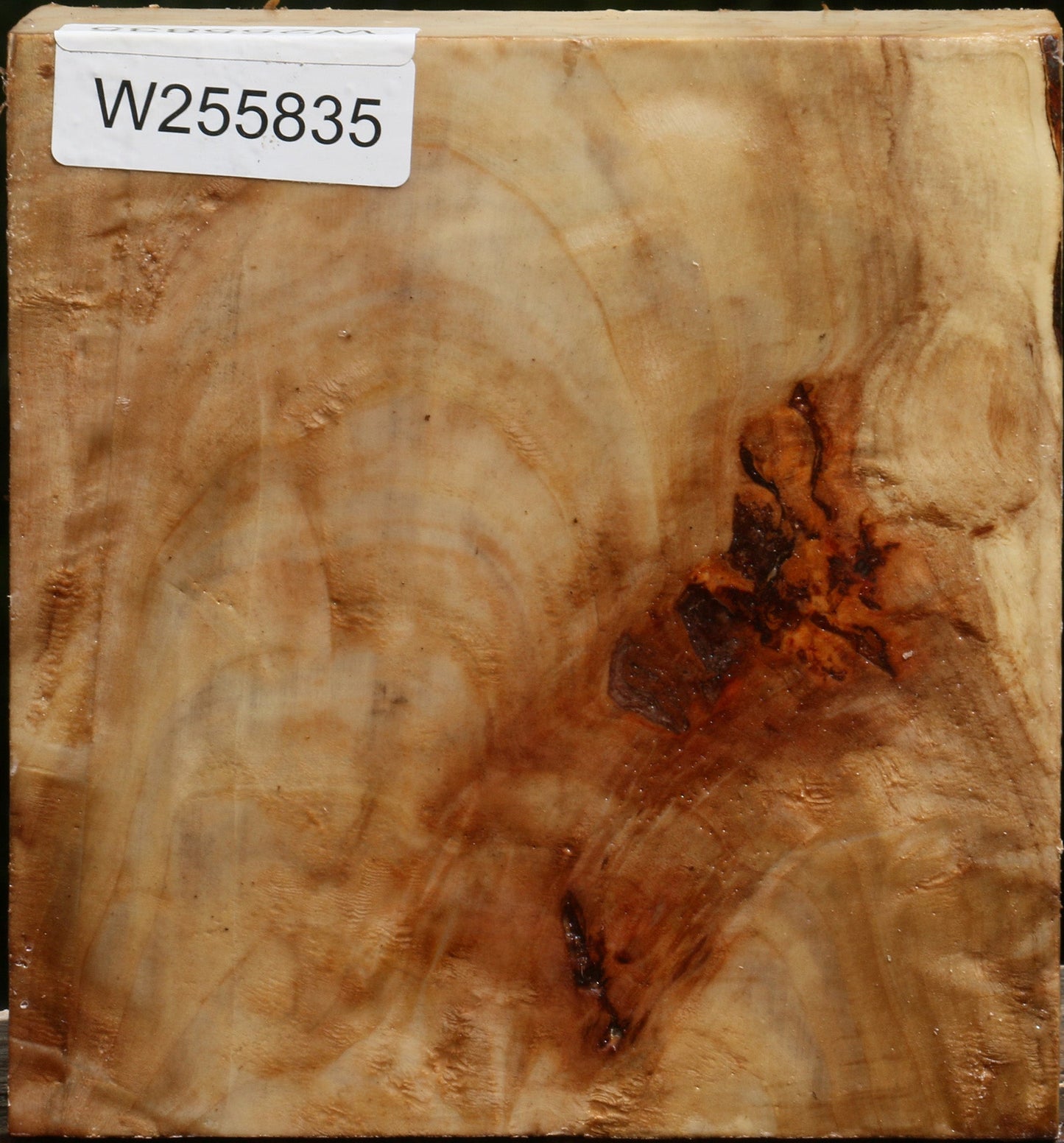 Black Cottonwood Turning Blank