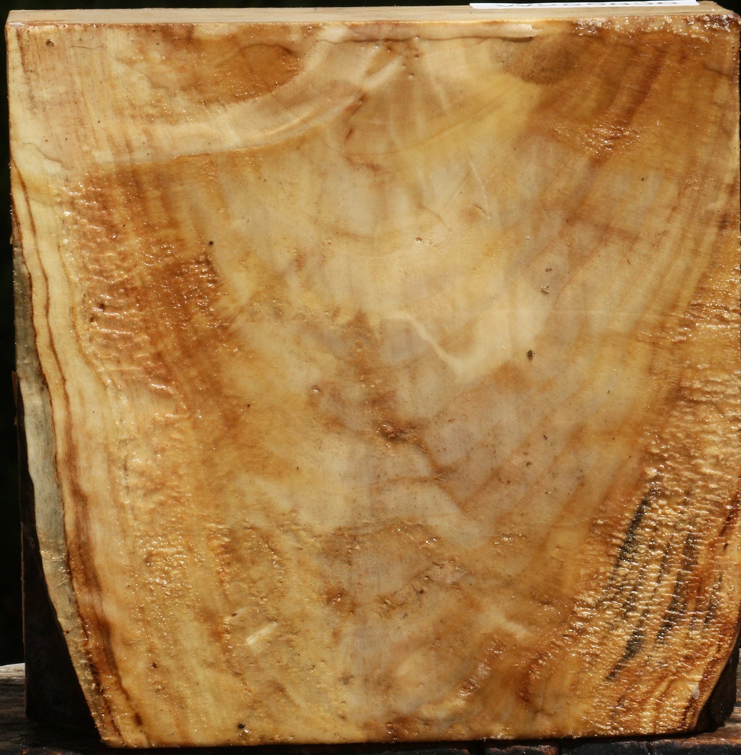 Figured Black Cottonwood Bowl Blank