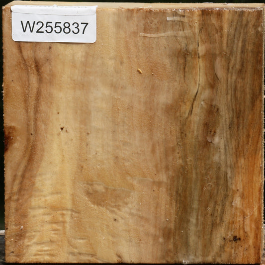 Black Cottonwood Bowl Blank