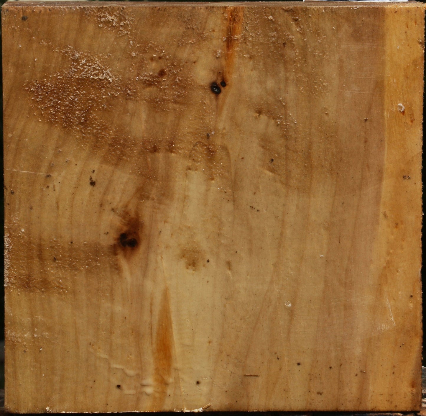 Black Cottonwood Bowl Blank