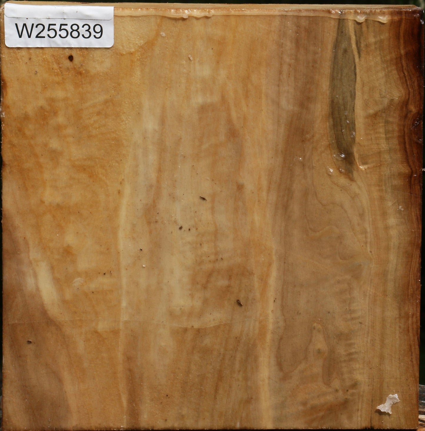 Black Cottonwood Bowl Blank