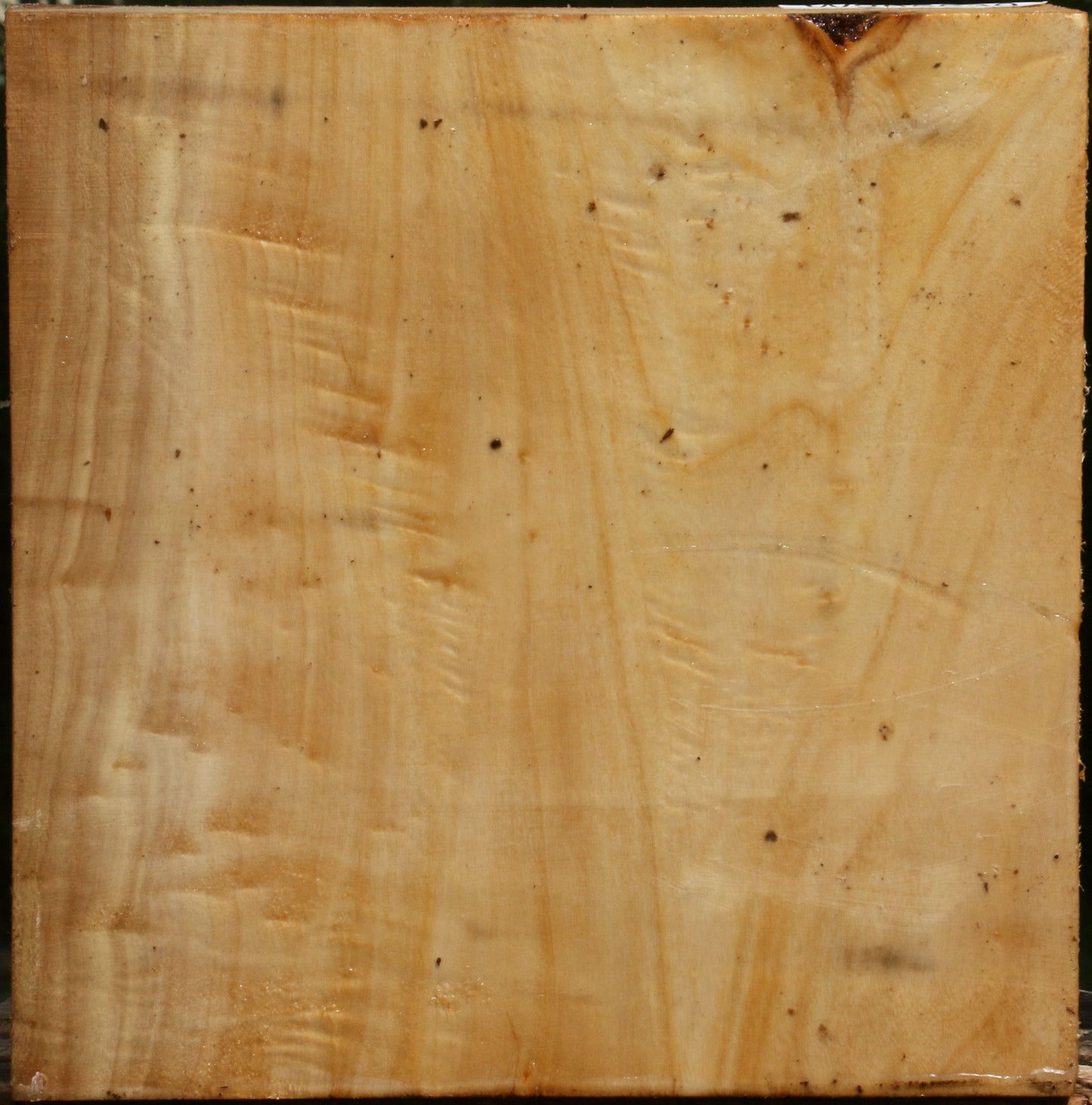 Black Cottonwood Bowl Blank