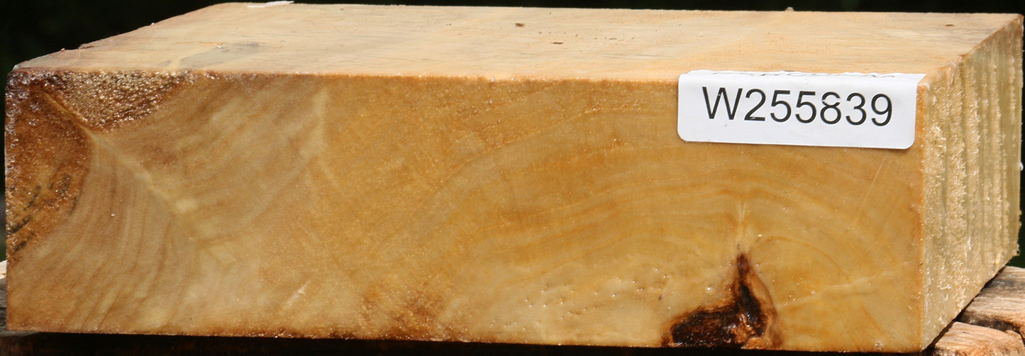 Black Cottonwood Bowl Blank