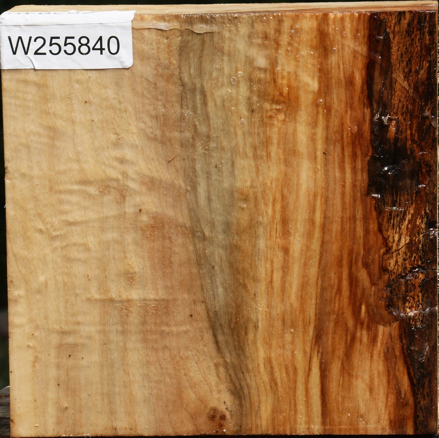 Figured Black Cottonwood Bowl Blank