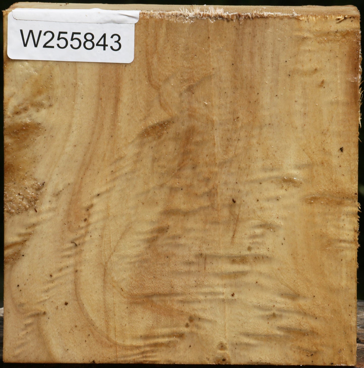 Figured Black Cottonwood Bowl Blank