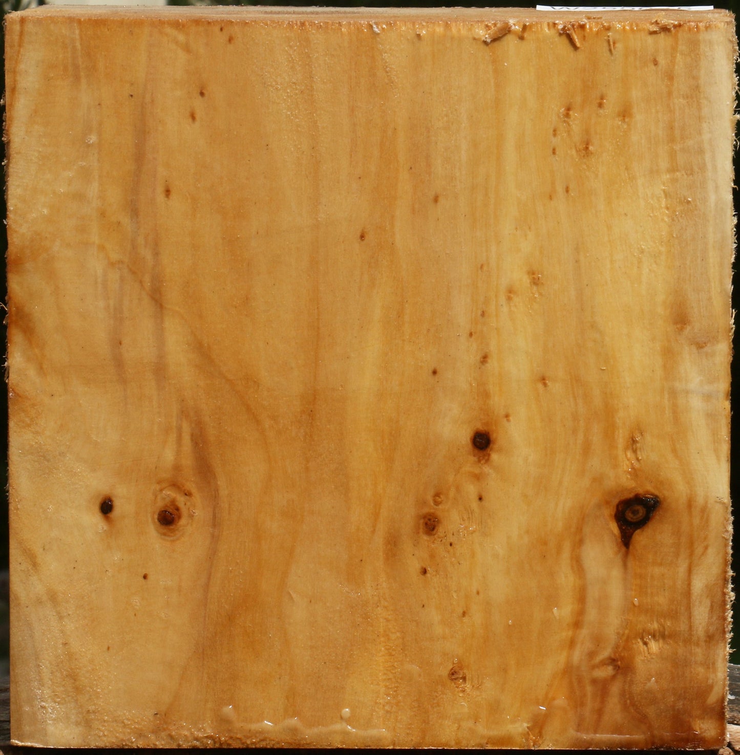 Figured Black Cottonwood Bowl Blank
