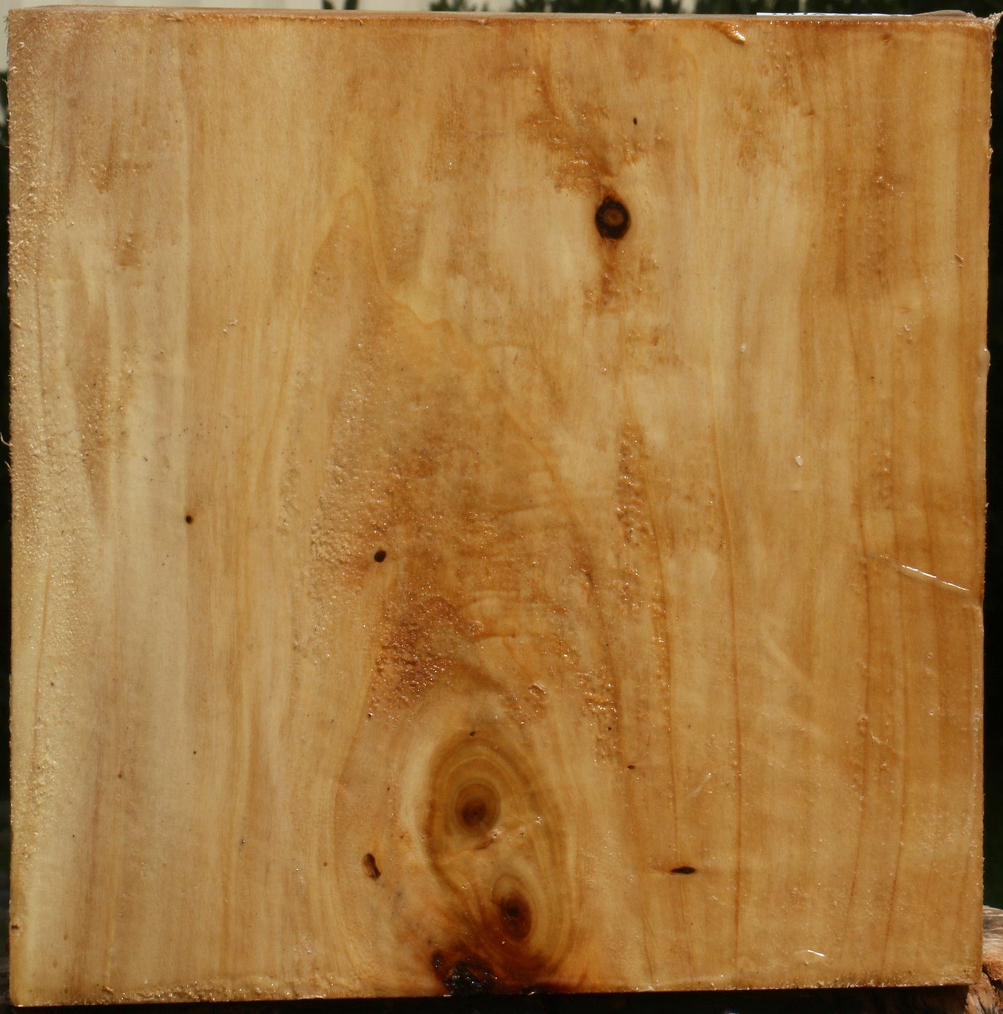 Figured Black Cottonwood Bowl Blank