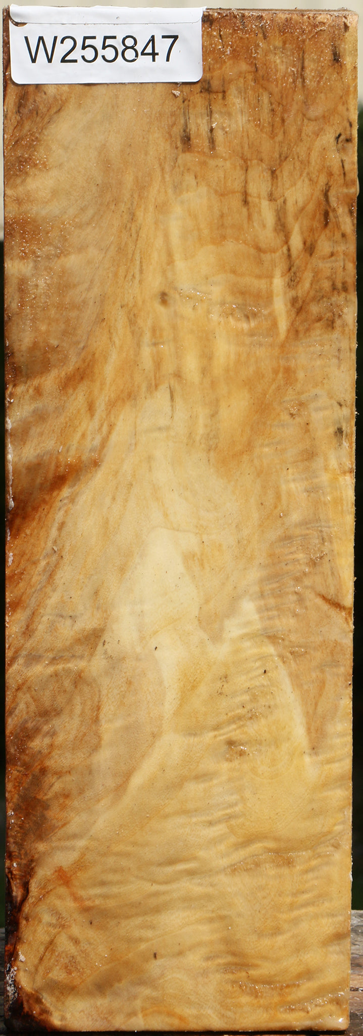 Figured Black Cottonwood Vessel Blank