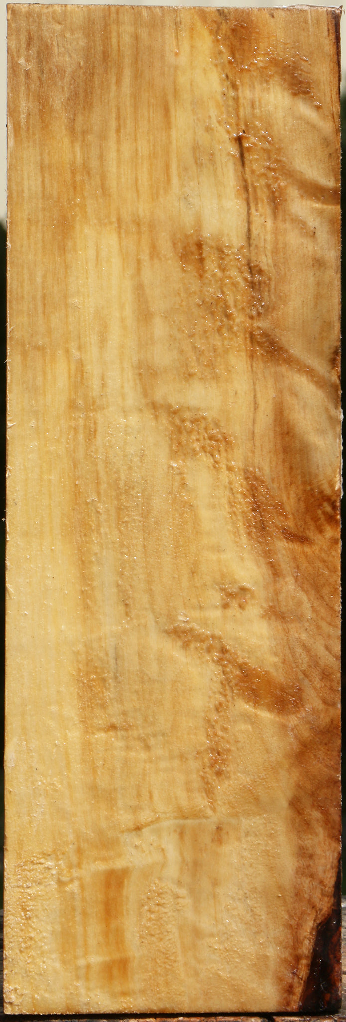 Figured Black Cottonwood Vessel Blank