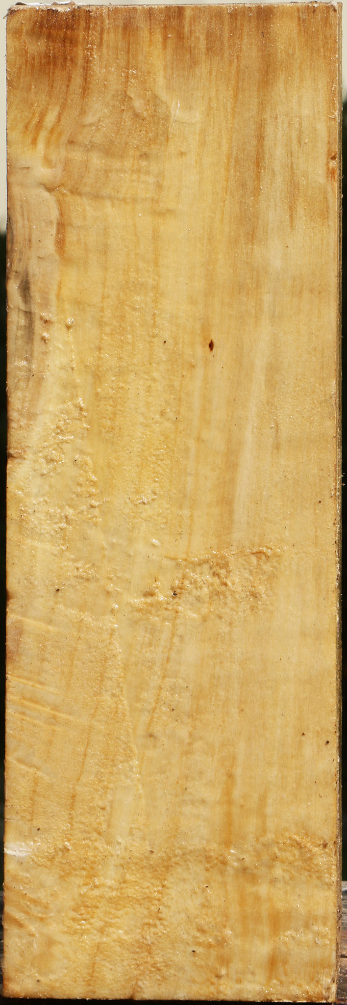 Figured Black Cottonwood Vessel Blank