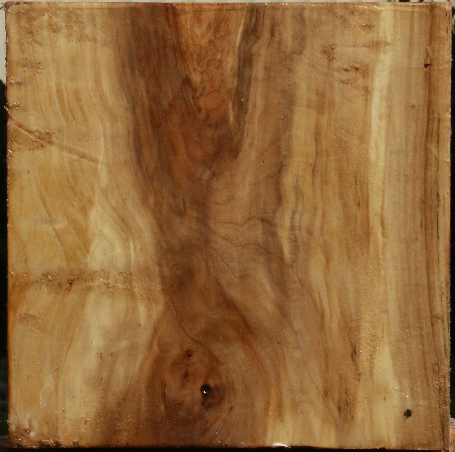 Figured Black Cottonwood Bowl Blank