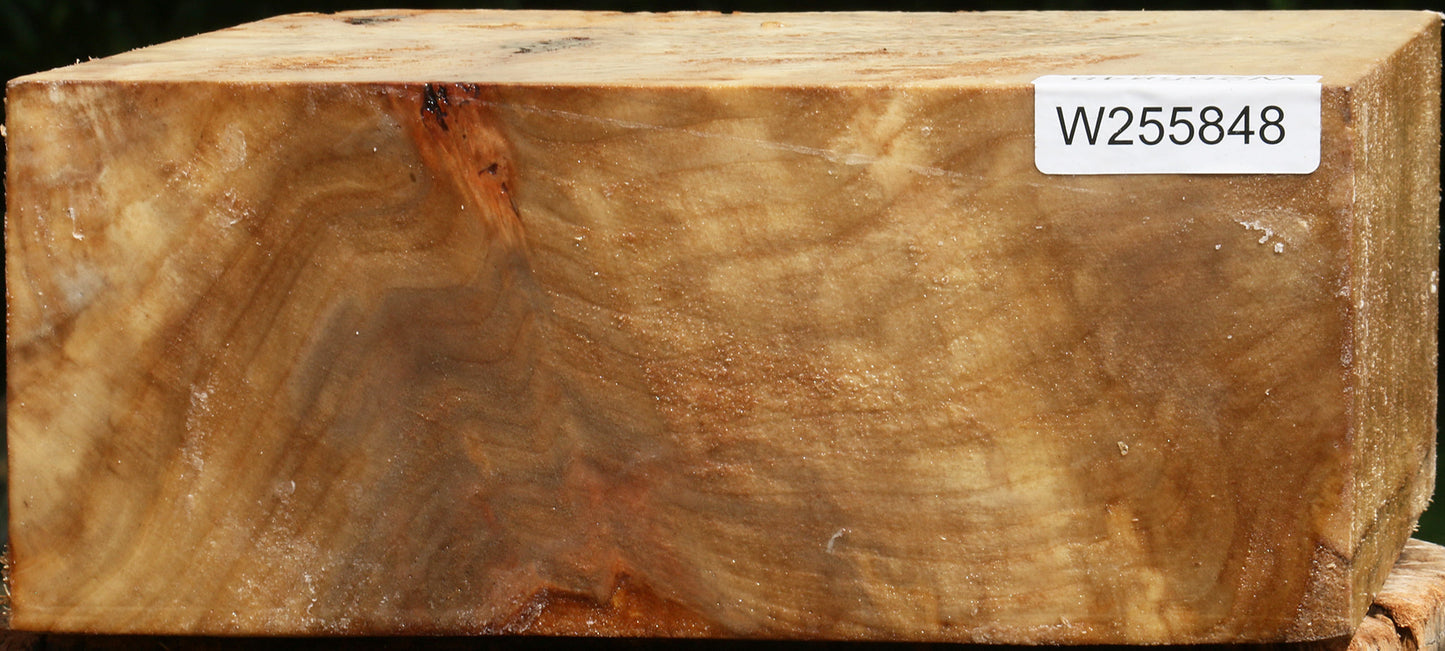 Figured Black Cottonwood Bowl Blank