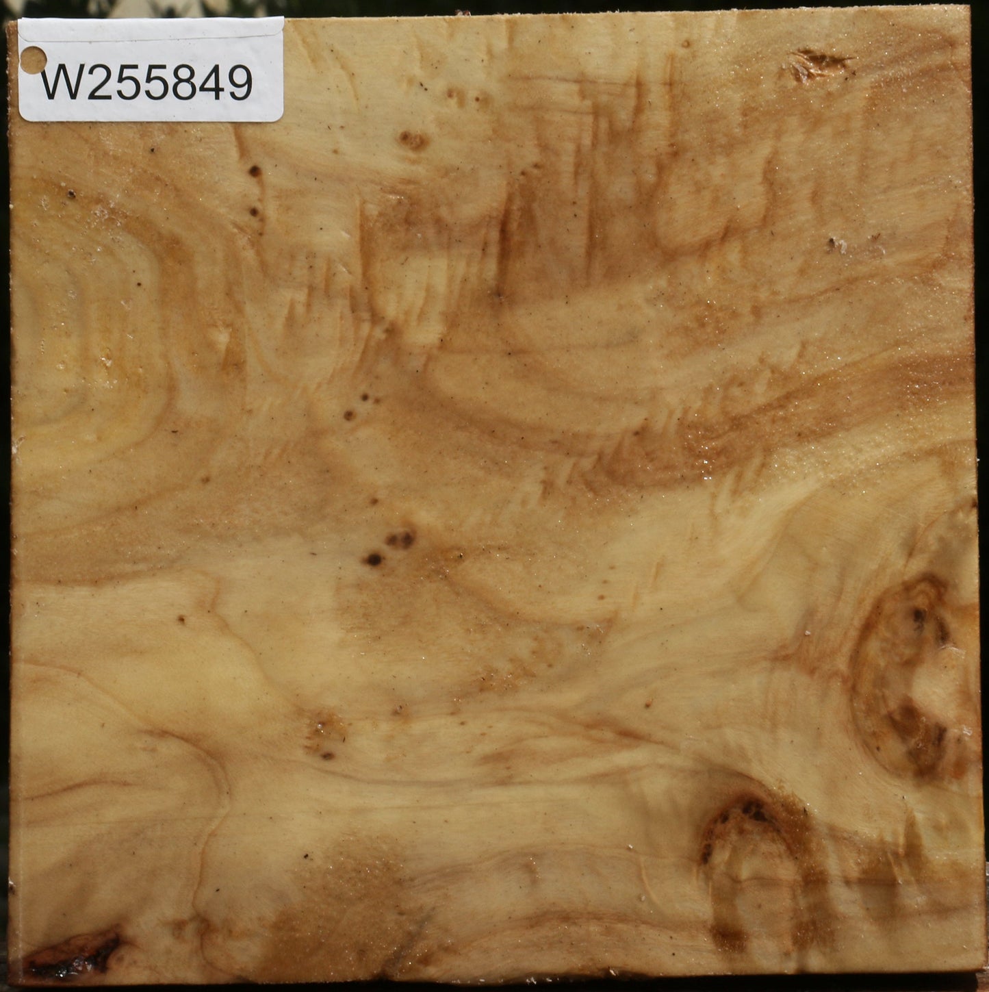 Figured Black Cottonwood Bowl Blank