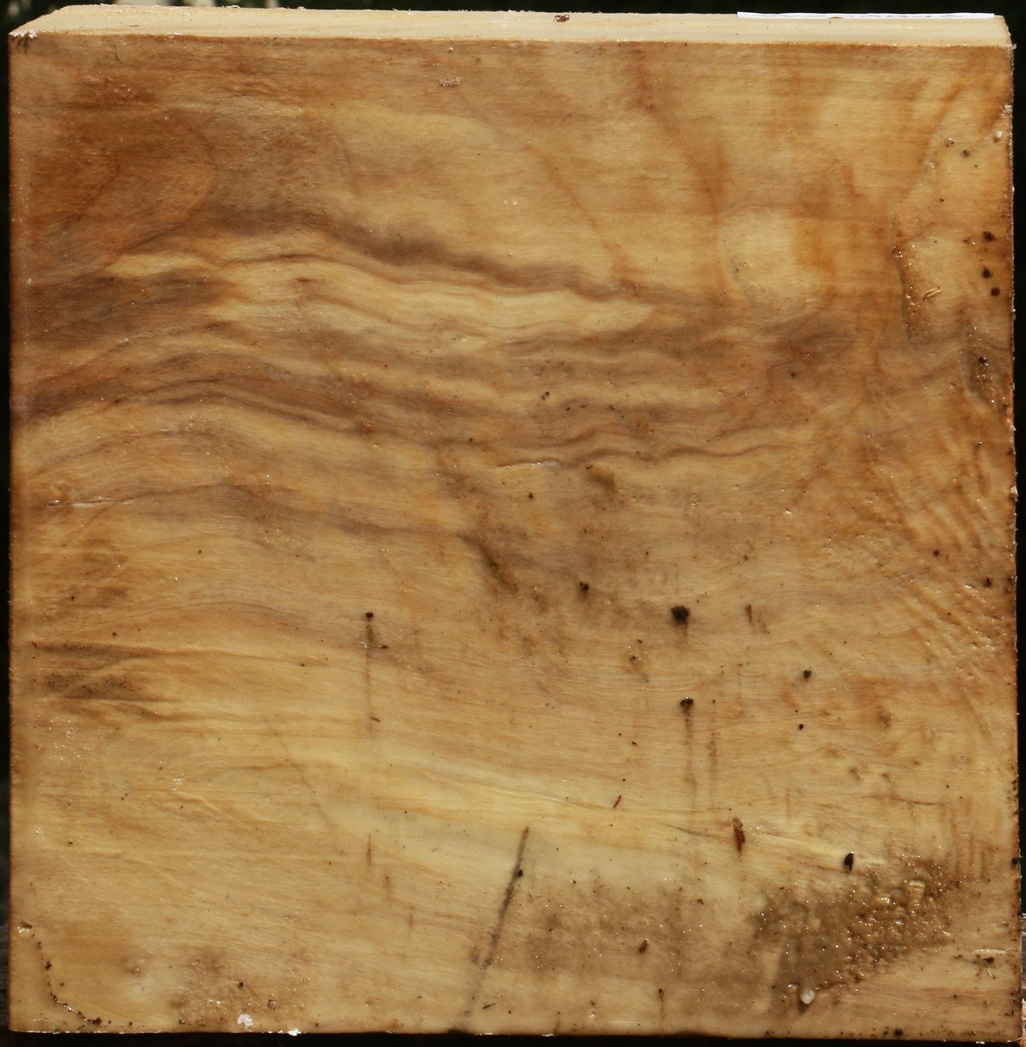 Figured Black Cottonwood Bowl Blank