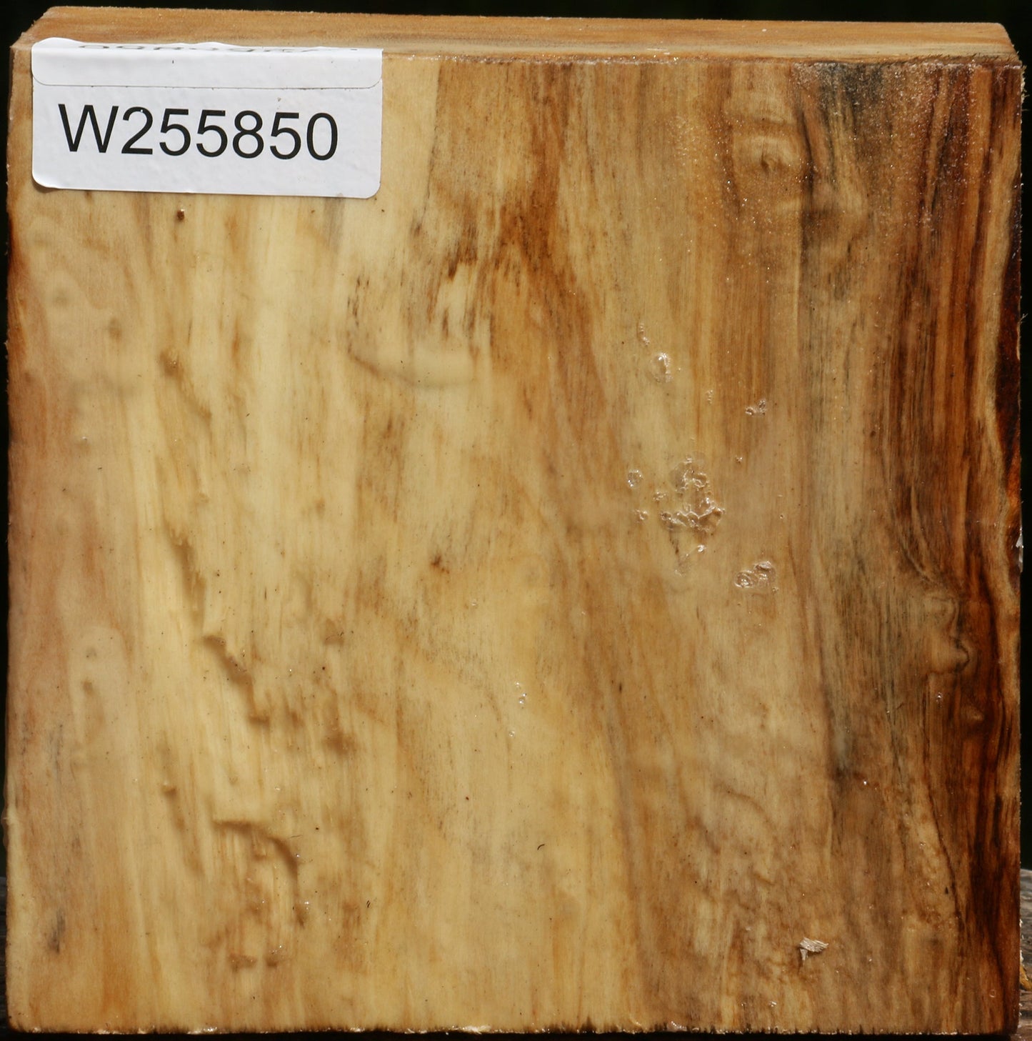 Black Cottonwood Bowl Blank