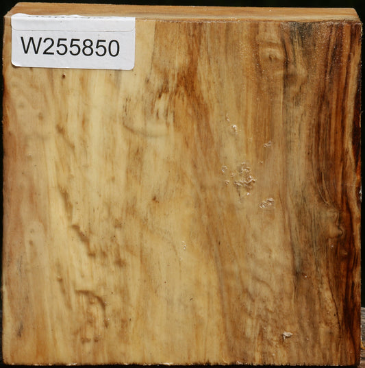 Black Cottonwood Bowl Blank