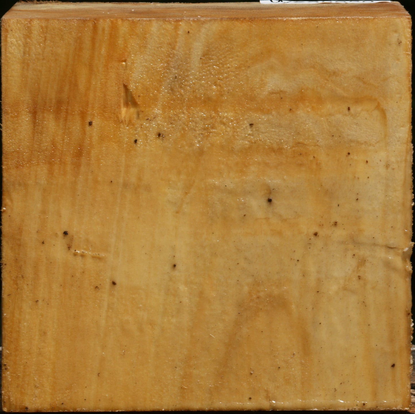Black Cottonwood Bowl Blank