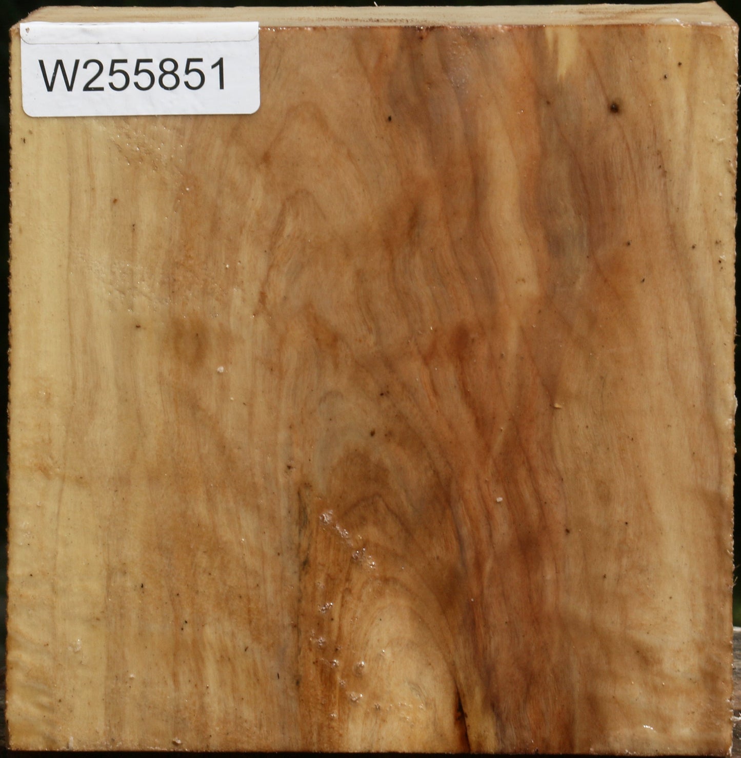 Black Cottonwood Bowl Blank