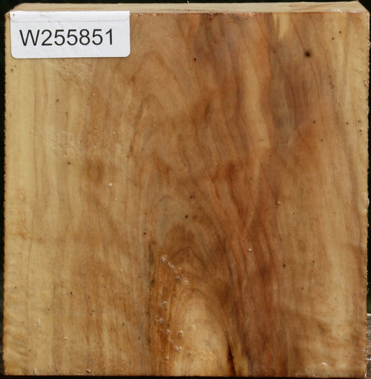 Black Cottonwood Bowl Blank