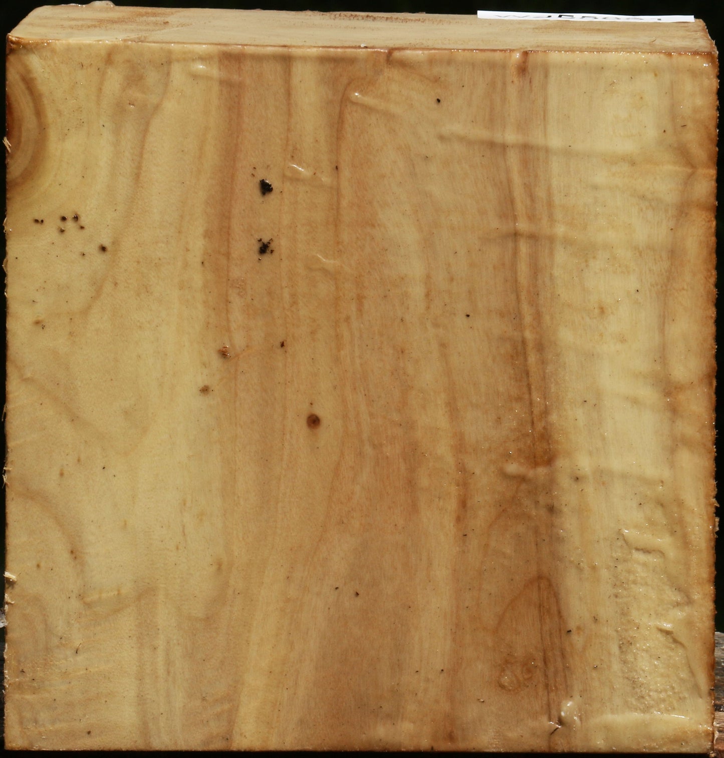 Black Cottonwood Bowl Blank