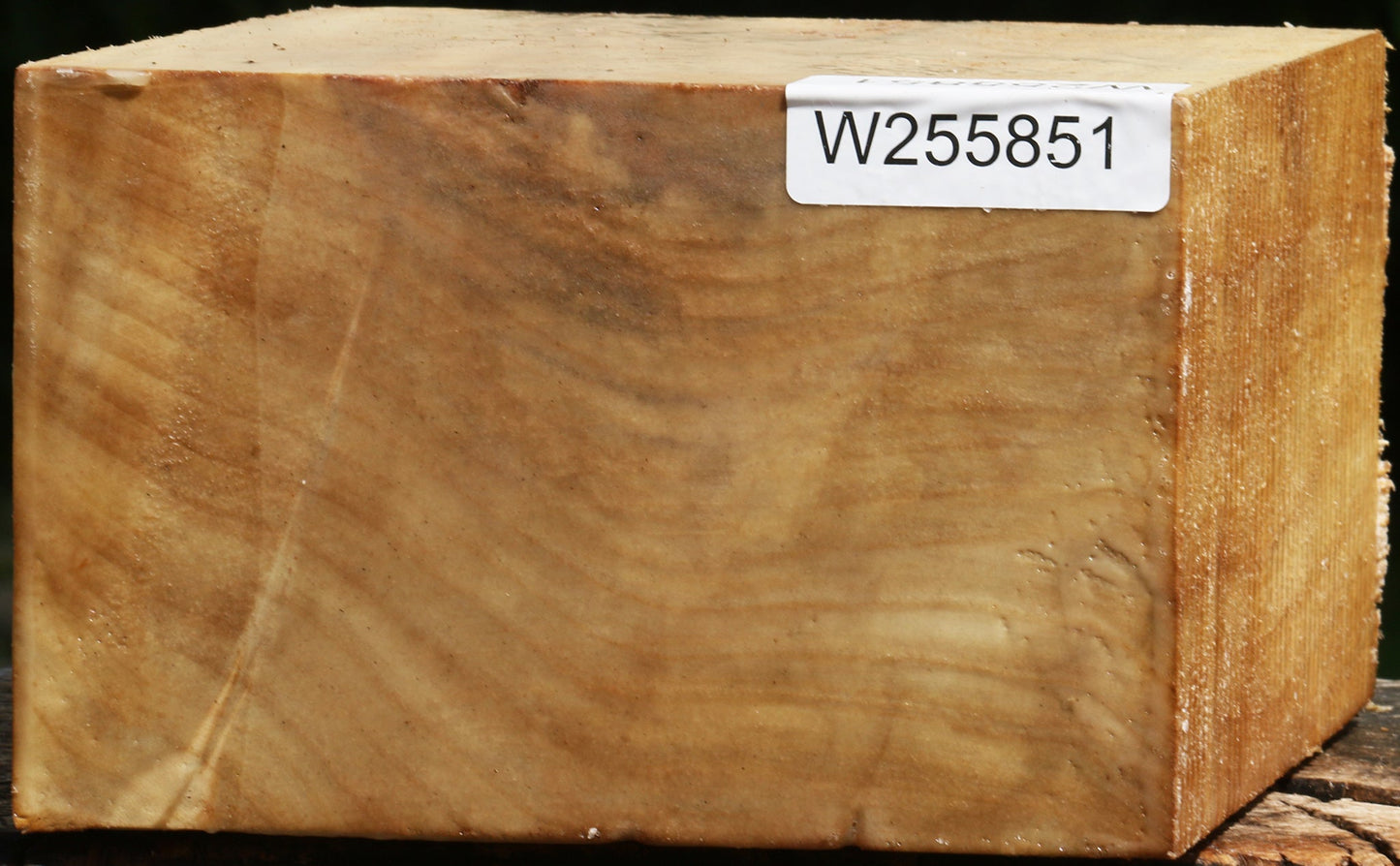 Black Cottonwood Bowl Blank