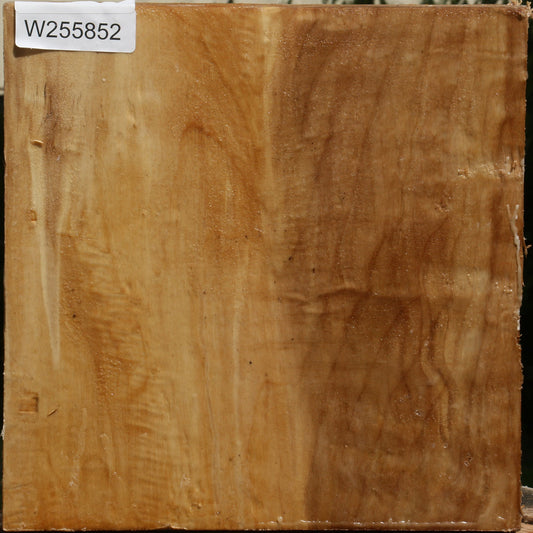 Black Cottonwood Bowl Blank
