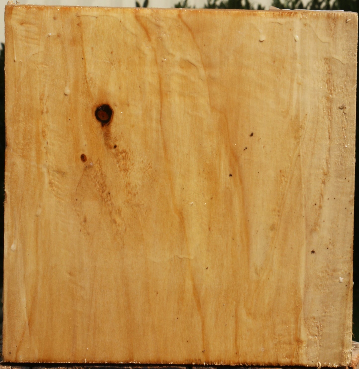 Black Cottonwood Bowl Blank