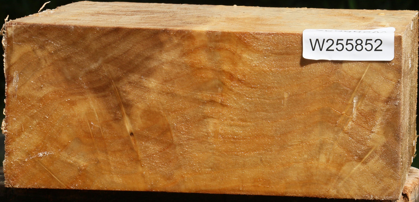 Black Cottonwood Bowl Blank