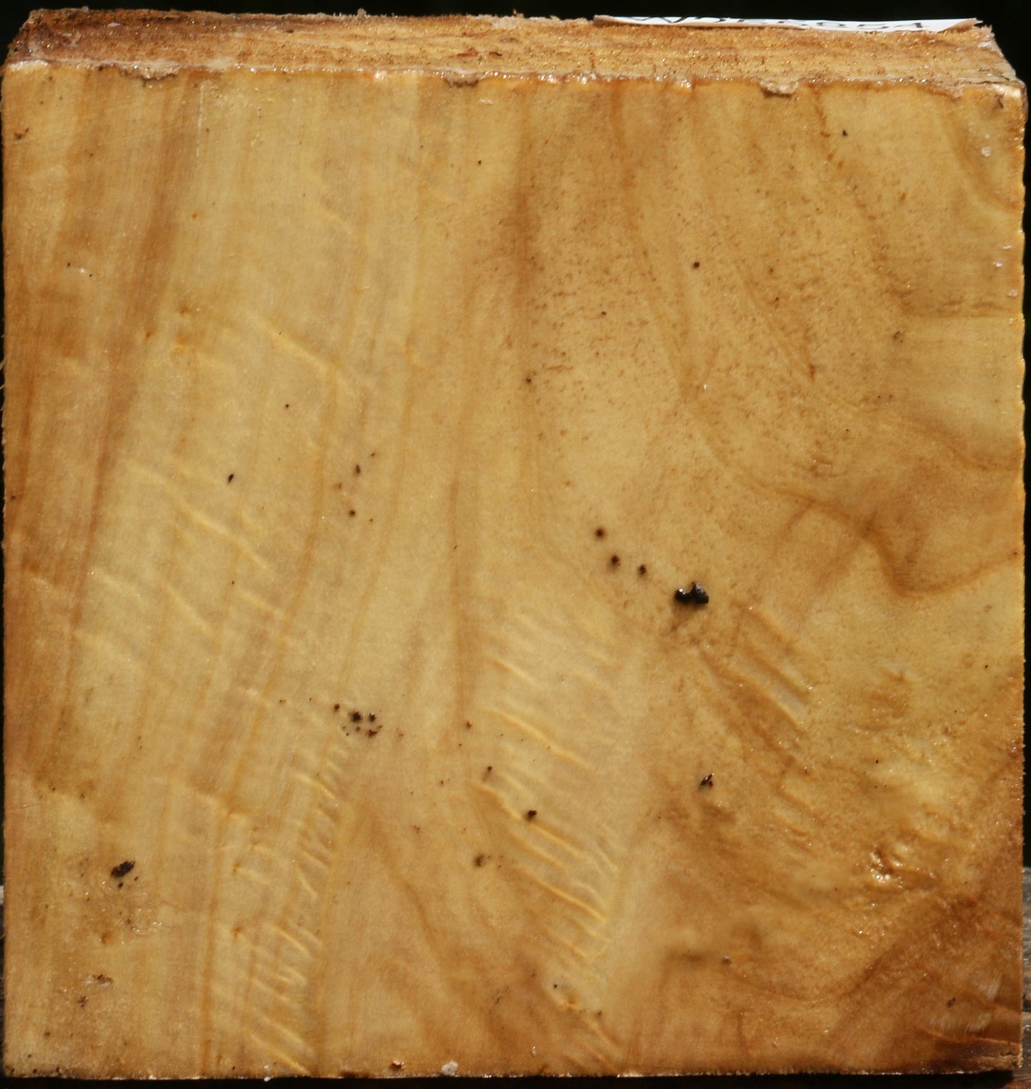 Figured Black Cottonwood Bowl Blank