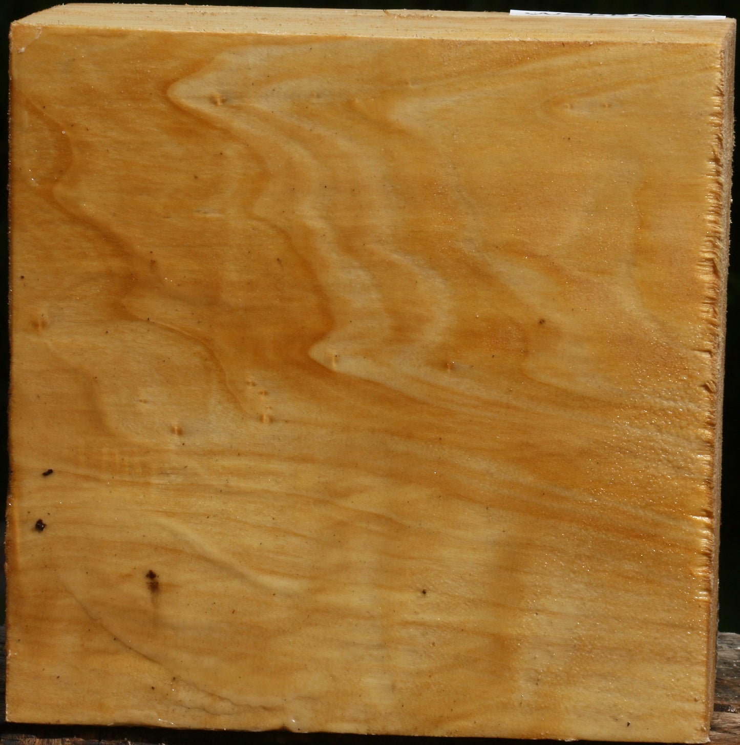 Figured Black Cottonwood Bowl Blank