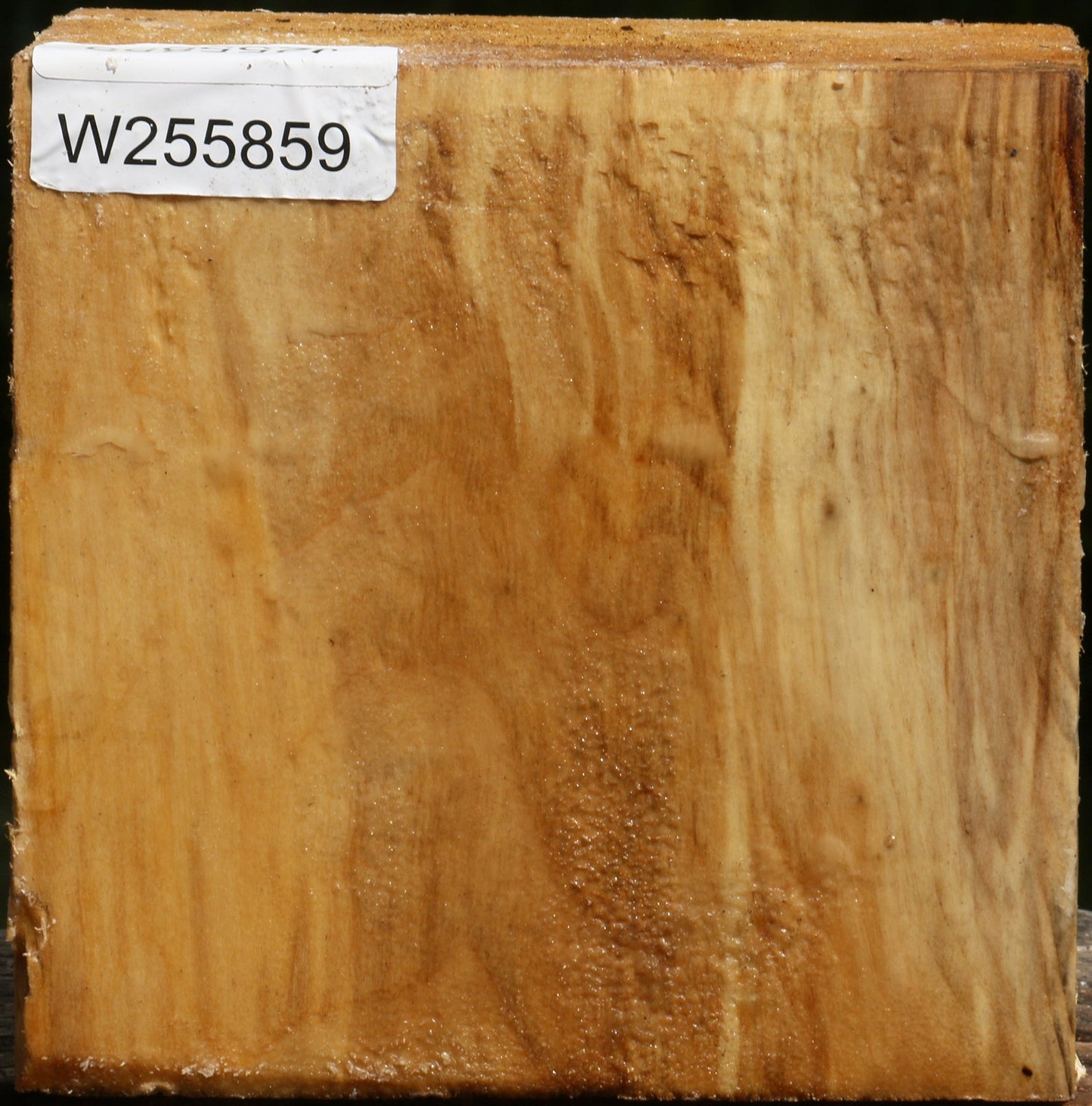 Black Cottonwood Bowl Blank