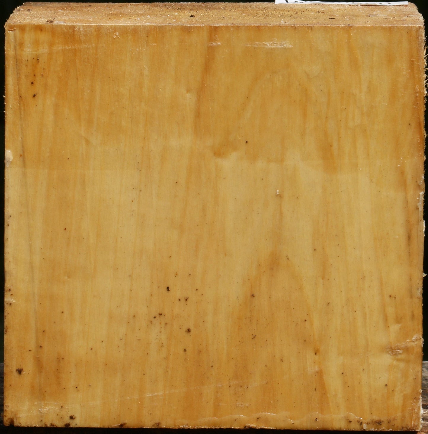 Black Cottonwood Bowl Blank