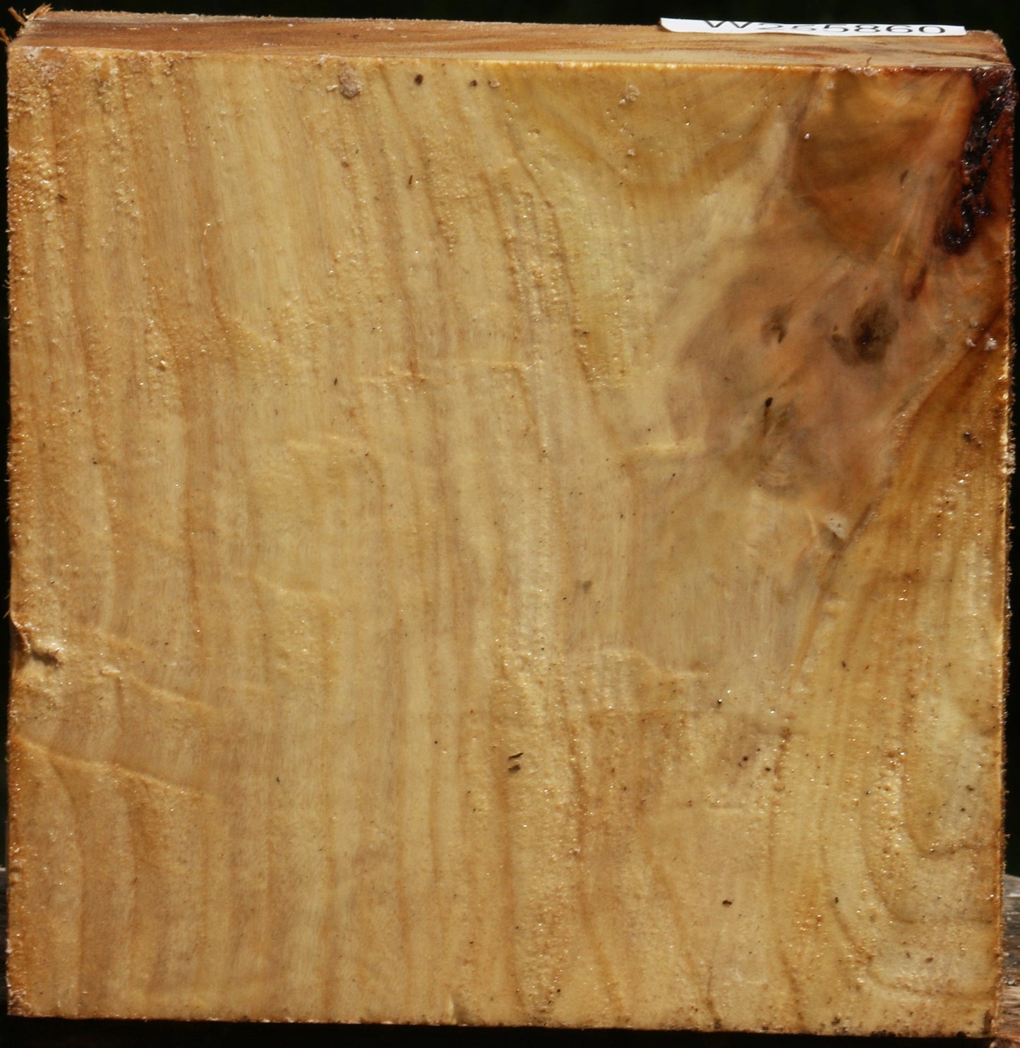 Figured Black Cottonwood Bowl Blank