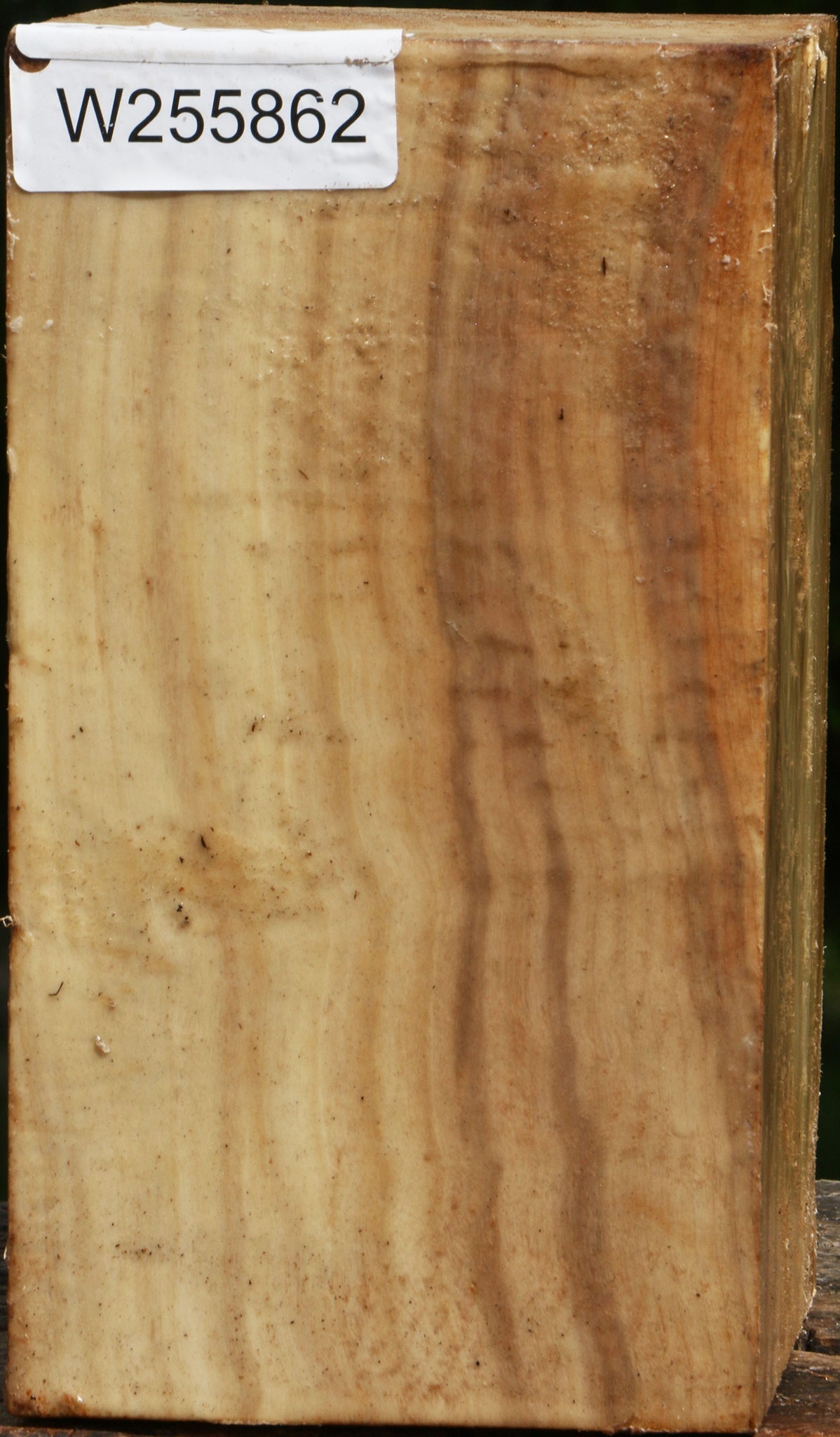 Figured Black Cottonwood Vessel Blank