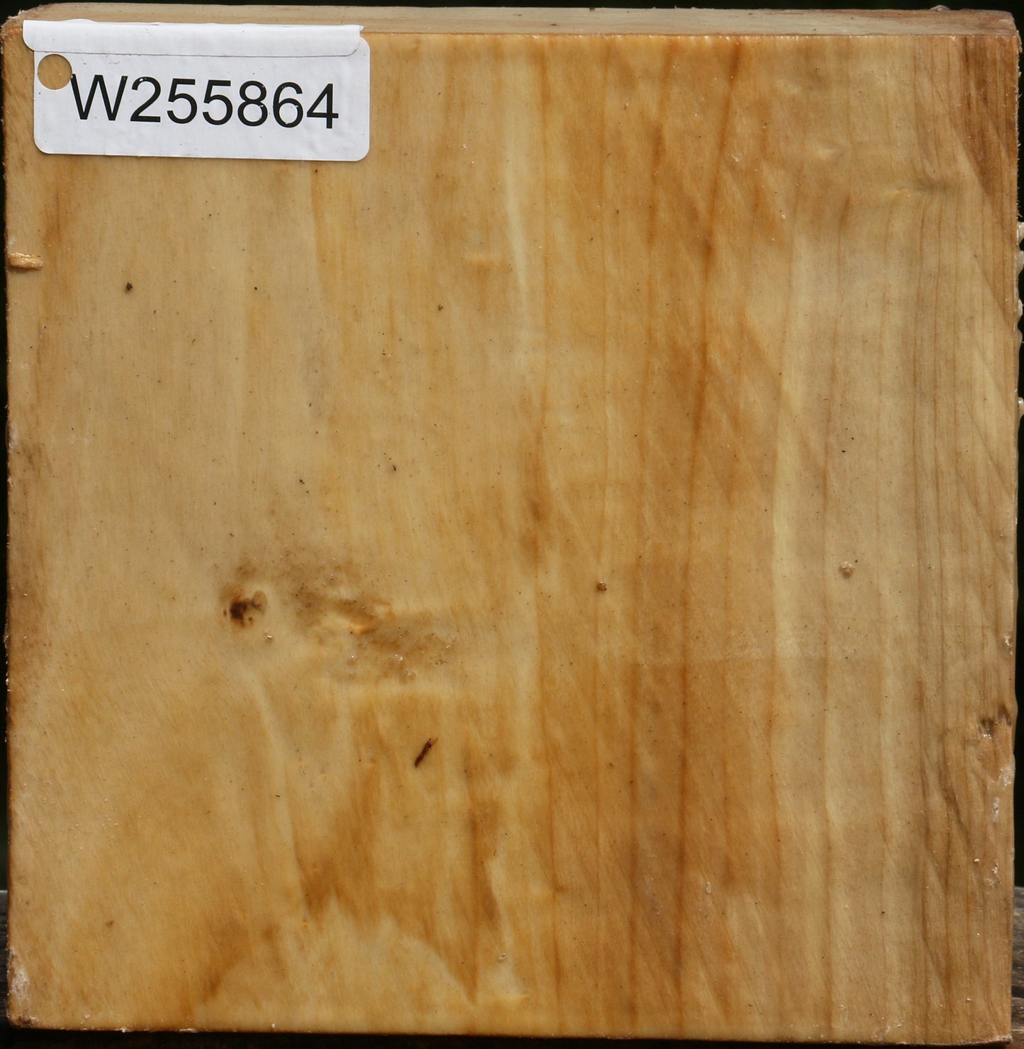 Black Cottonwood Bowl Blank