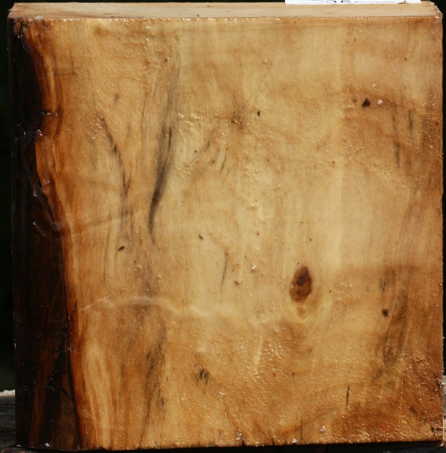 Black Cottonwood Bowl Blank