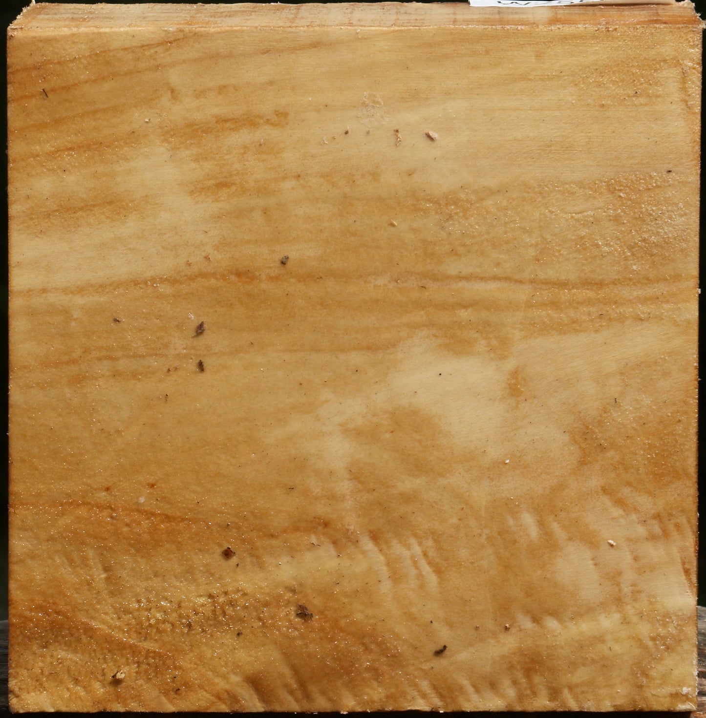 Figured Black Cottonwood Bowl Blank