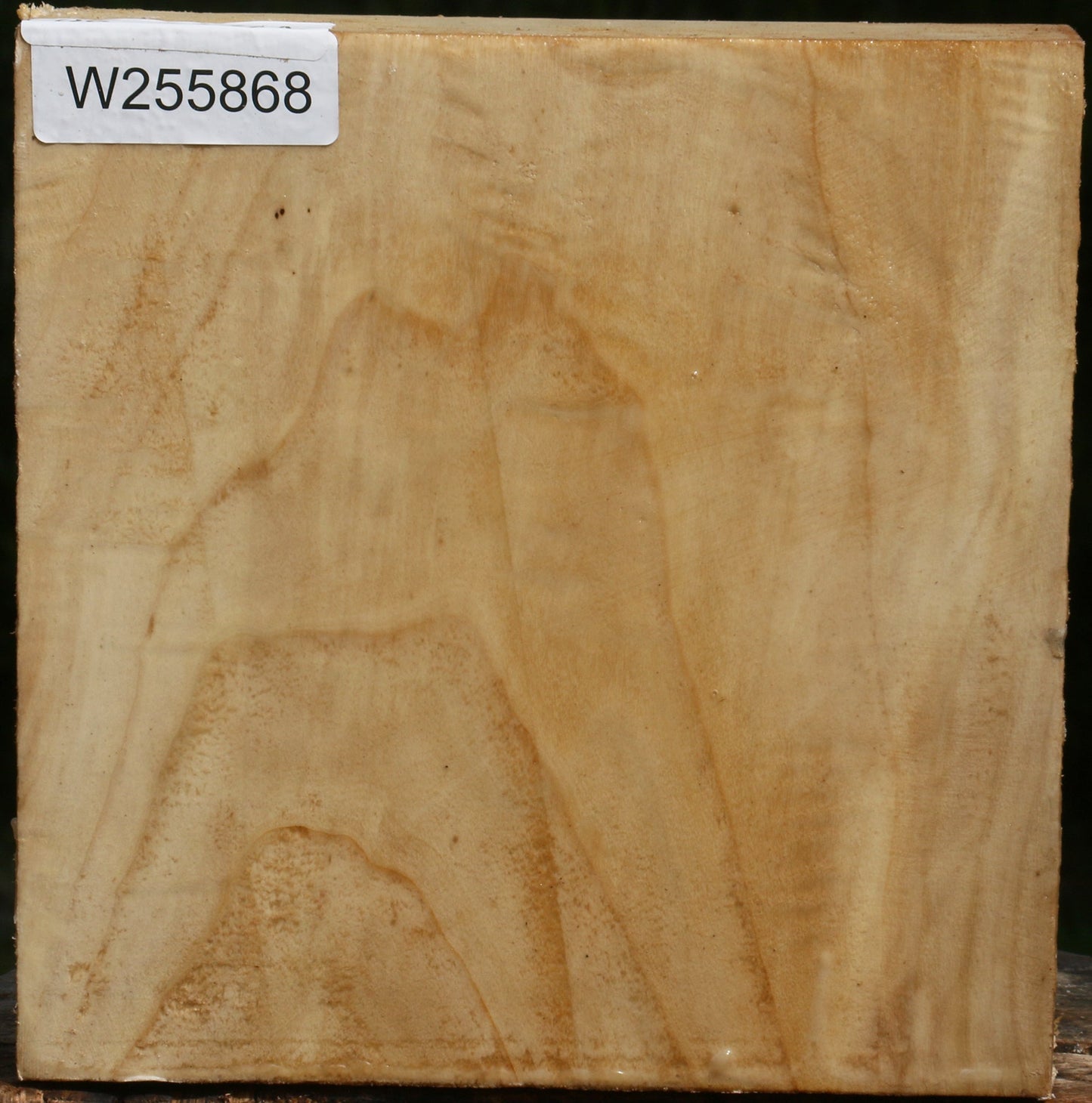 Black Cottonwood Bowl Blank