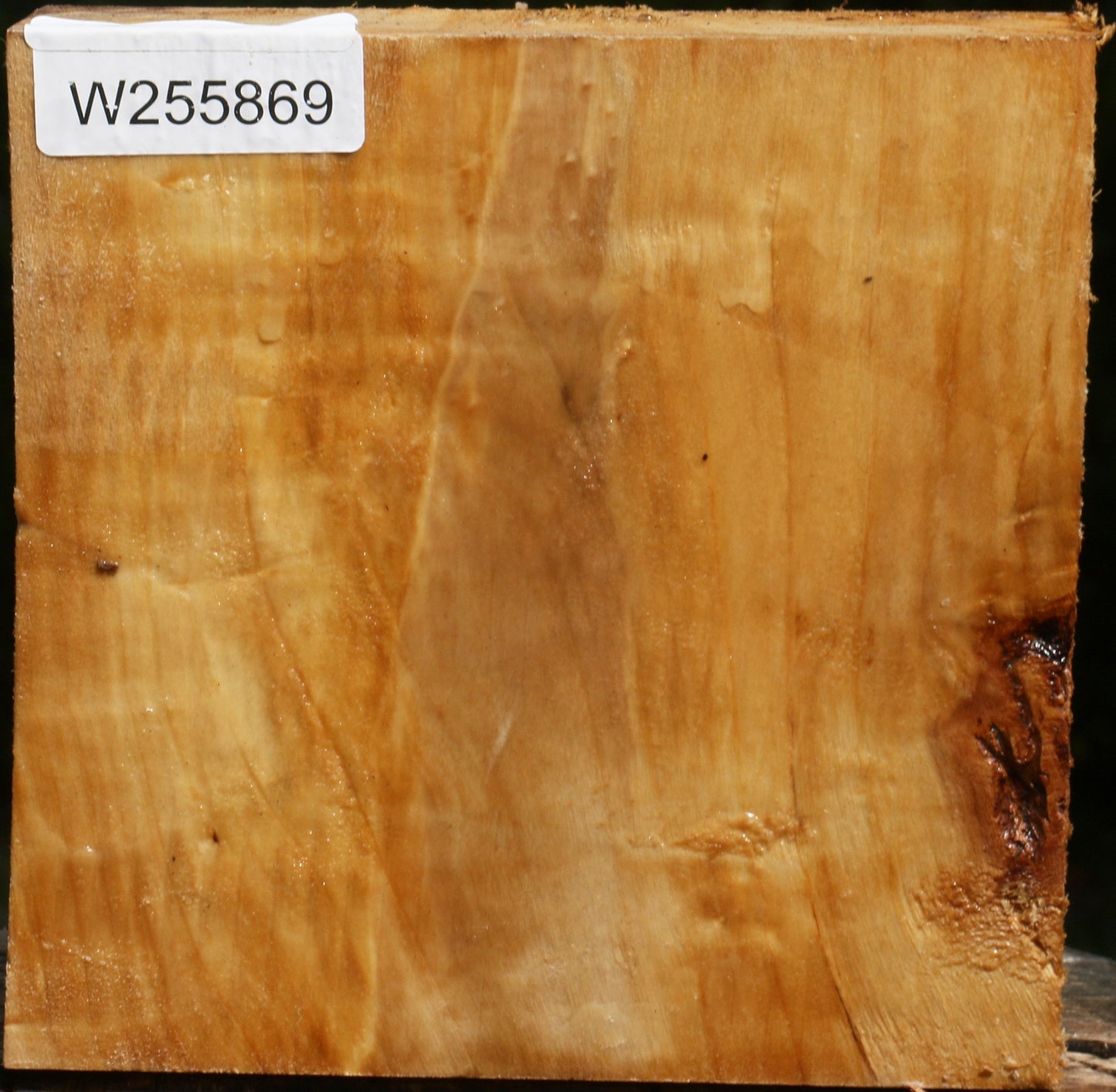 Figured Black Cottonwood Turning Blank
