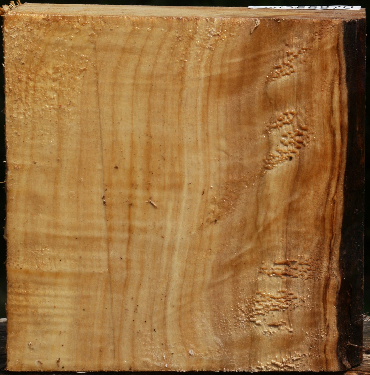 Figured Black Cottonwood Bowl Blank