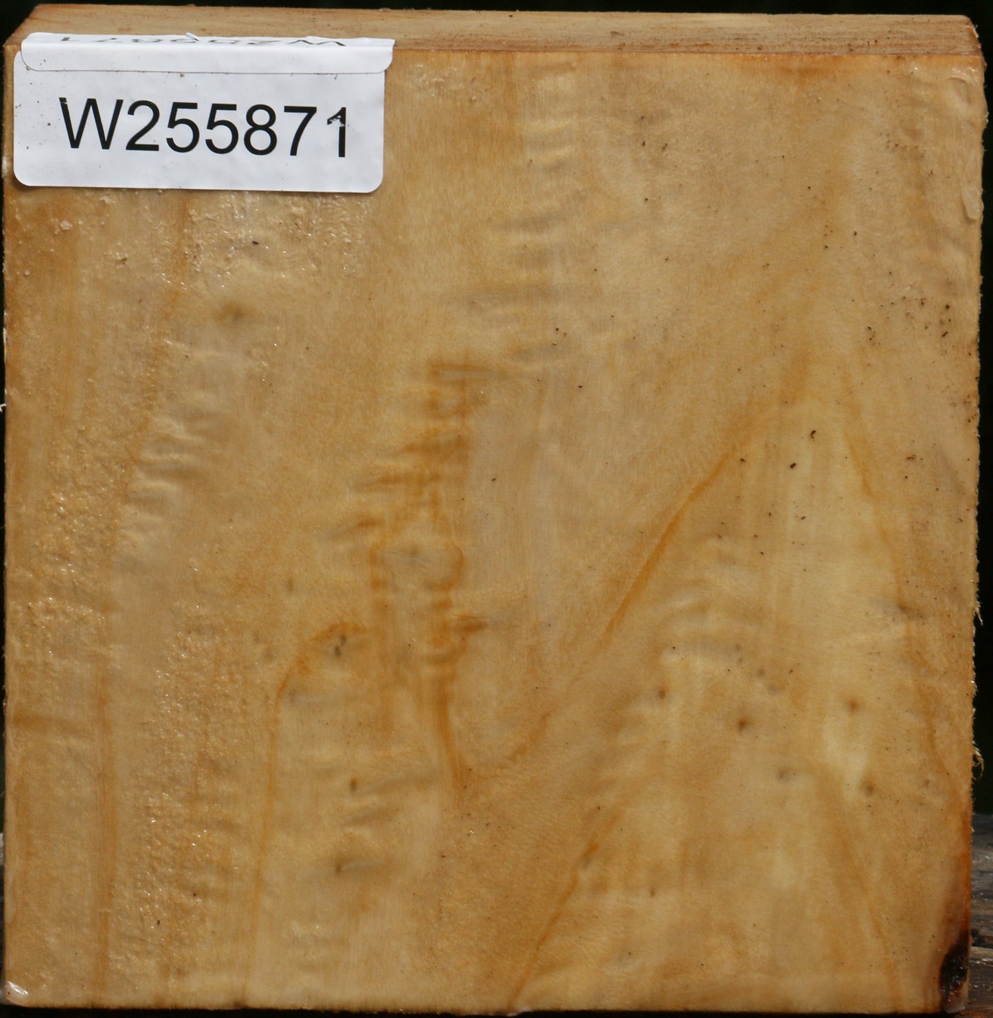 Black Cottonwood Bowl Blank