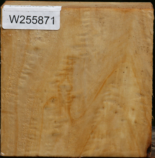Black Cottonwood Bowl Blank