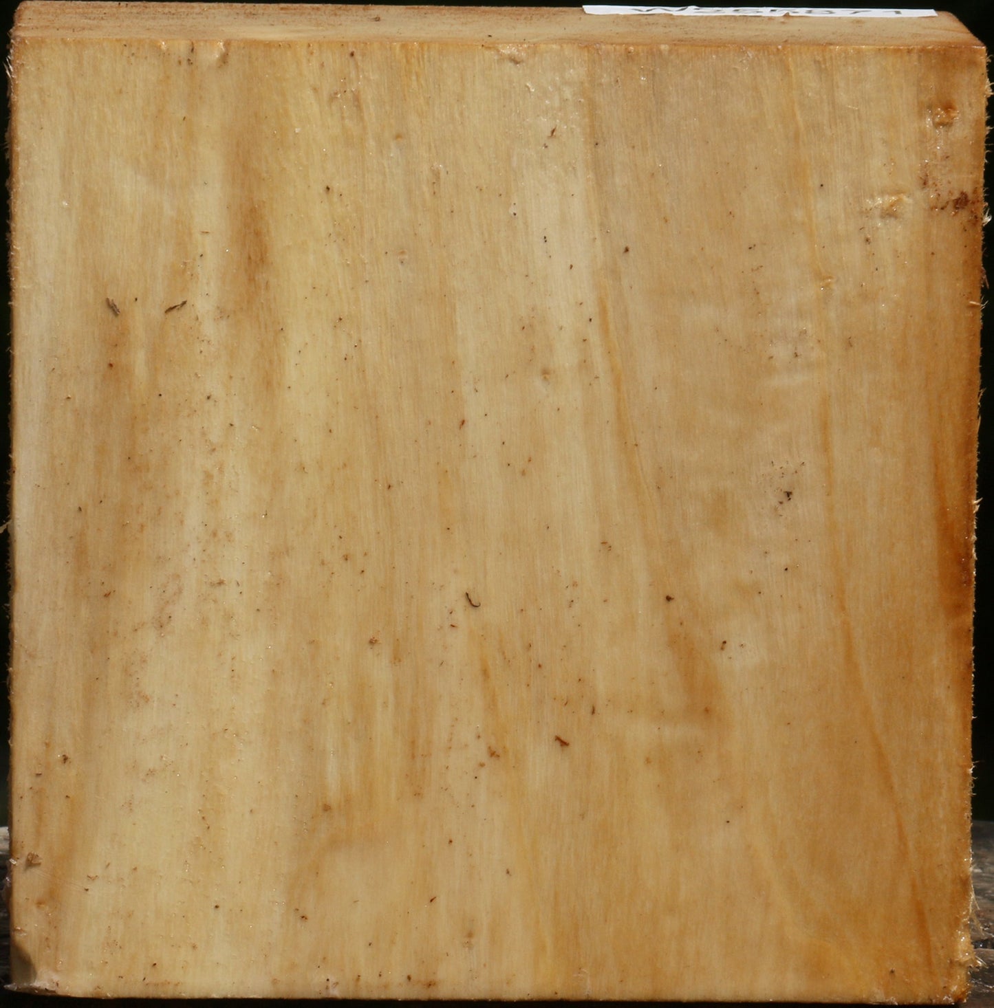 Black Cottonwood Bowl Blank